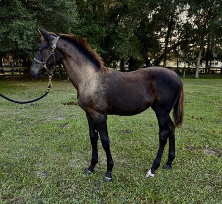 HorseID: 2305688 AE Midnight Tango - PhotoID: 1108220