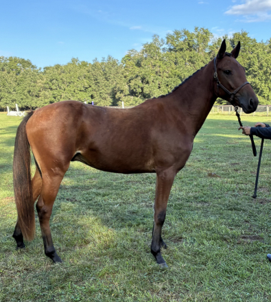 HorseID: 2305689 AE Simon - PhotoID: 1108221