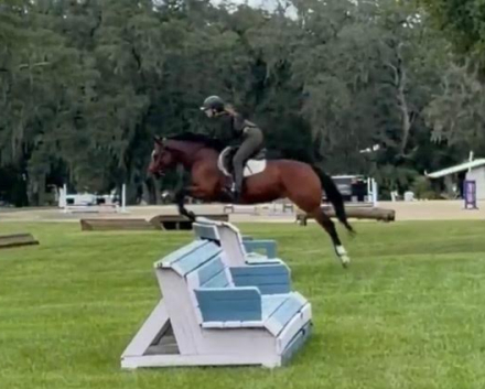 HorseID: 2305690 Ashland's Futura - PhotoID: 1108219