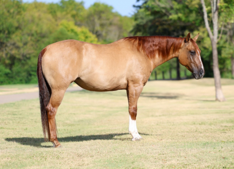 HorseID: 2306083 GINGER ALE - PhotoID: 1098284