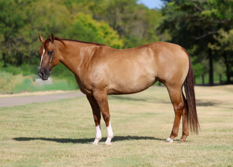 HorseID: 2306083 GINGER ALE - PhotoID: 1098285