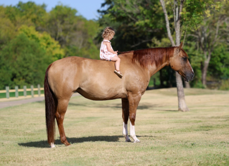 HorseID: 2306083 GINGER ALE - PhotoID: 1098286