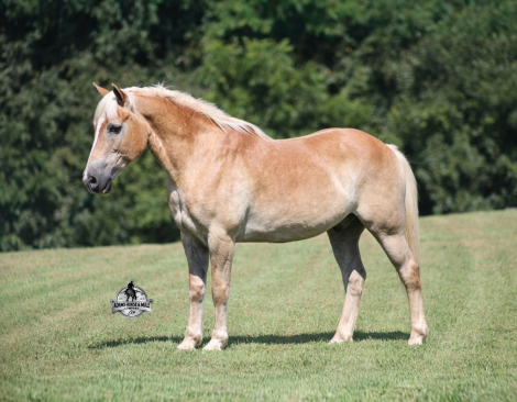 HorseID: 2306085 MICKEY - PhotoID: 1098383