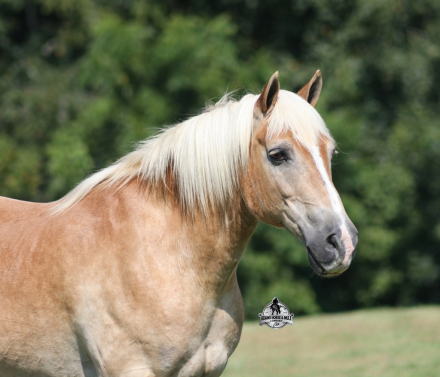 HorseID: 2306085 MICKEY - PhotoID: 1098384