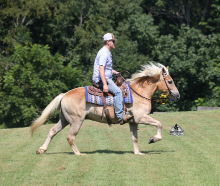 HorseID: 2306085 MICKEY - PhotoID: 1098385