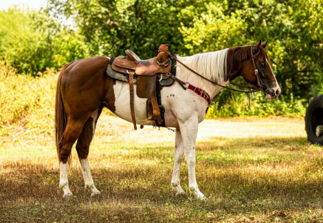 HorseID: 2306386 LUCKY TO THE LIMIT - PhotoID: 1098968