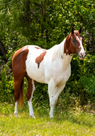 HorseID: 2306386 LUCKY TO THE LIMIT - PhotoID: 1098969