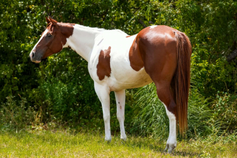 HorseID: 2306386 LUCKY TO THE LIMIT - PhotoID: 1098970