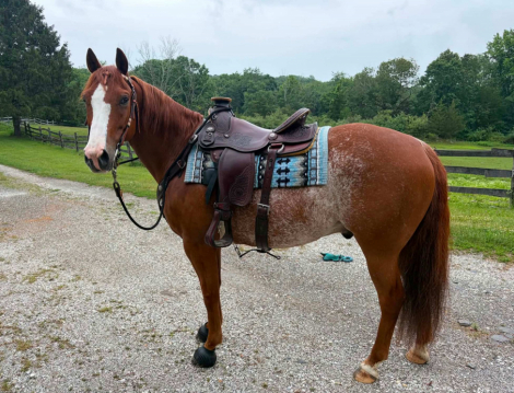HorseID: 2306388 TALKIN ABOUT SMART - PhotoID: 1103351