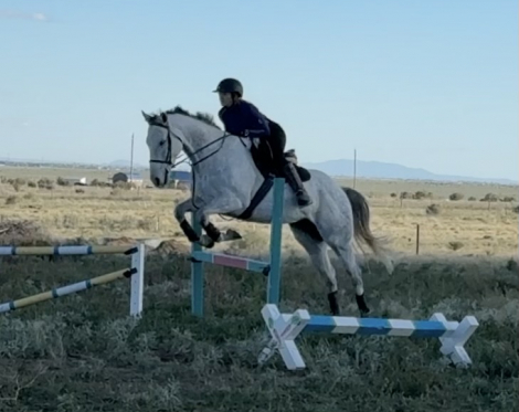 HorseID: 2306560 Rosies Bolt - PhotoID: 1108862