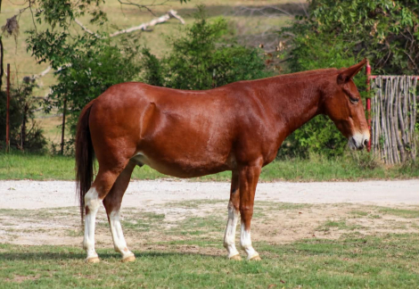 HorseID: 2308121 12 GAUGE - PhotoID: 1092206