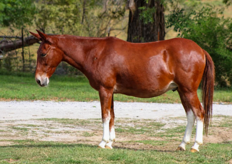 HorseID: 2308121 12 GAUGE - PhotoID: 1092207