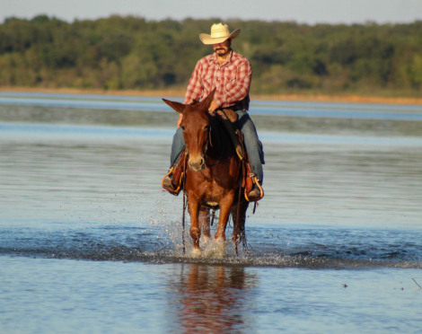 HorseID: 2308121 12 GAUGE - PhotoID: 1092208
