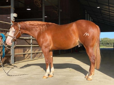 HorseID: 2308125 HES NOT YOURS - PhotoID: 1092222