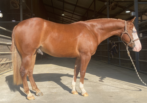 HorseID: 2308125 HES NOT YOURS - PhotoID: 1092223