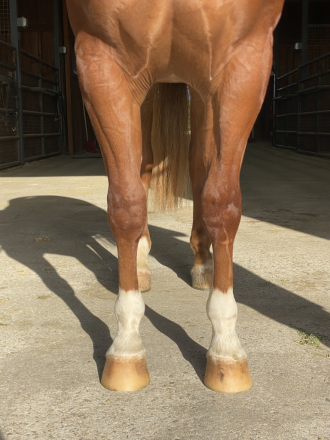 HorseID: 2308125 HES NOT YOURS - PhotoID: 1092224