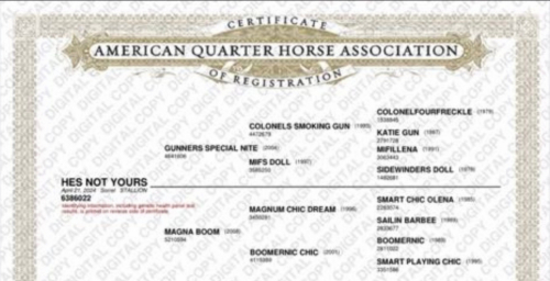 HorseID: 2308125 HES NOT YOURS - PhotoID: 1092225