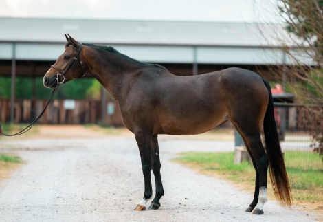 HorseID: 2310535 Triangle Princess - PhotoID: 1107913