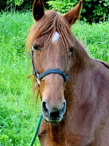 HorseID: 2312053 Simply Ravishing - PhotoID: 1108359