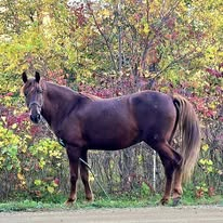 HorseID: 2312053 Simply Ravishing - PhotoID: 1108360