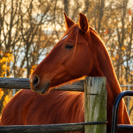HorseID: 2312053 Simply Ravishing - PhotoID: 1108361