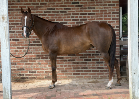 HorseID: 2312619 Diesel - PhotoID: 1107534