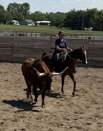 HorseID: 2312619 Diesel - PhotoID: 1107535