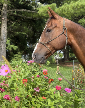 HorseID: 2312619 Diesel - PhotoID: 1107536