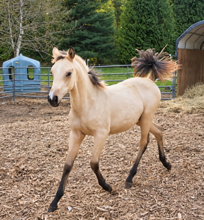 HorseID: 2312702 KS Hot Starry Nite - PhotoID: 1097875