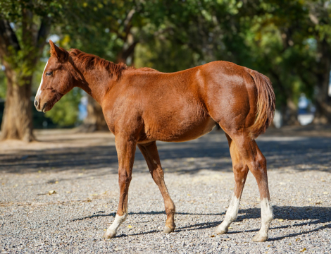 HorseID: 2313078 Boons Red Quixote - PhotoID: 1098445