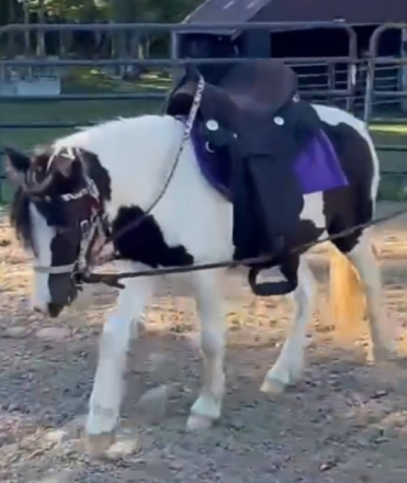 HorseID: 2313706 Juniper - PhotoID: 1099211