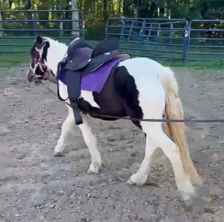 HorseID: 2313706 Juniper - PhotoID: 1099216
