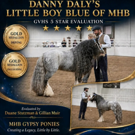 HorseID: 2313706 Juniper - PhotoID: 1099213