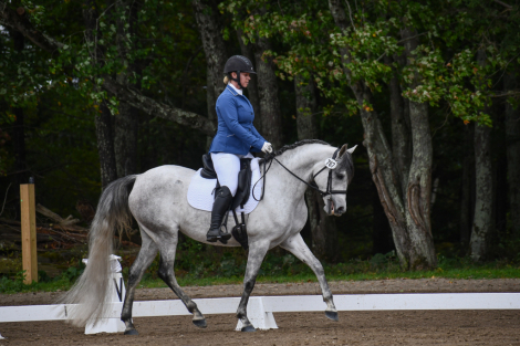 HorseID: 2313730 Vanguard Windsong - PhotoID: 1107910