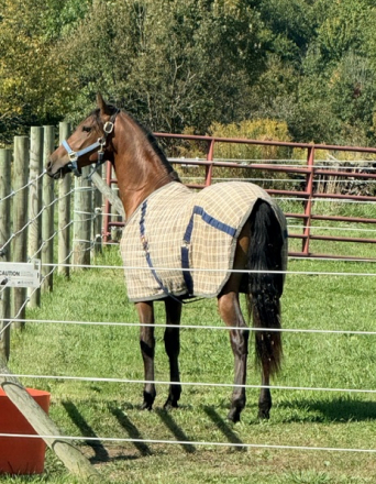 HorseID: 2313970 HLM Promise Your Luv - PhotoID: 1102619