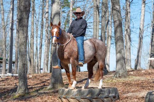 HorseID: 2314335 Hydrive A Blu Dually - PhotoID: 1108712