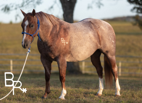 HorseID: 2314335 Hydrive A Blu Dually - PhotoID: 1108713