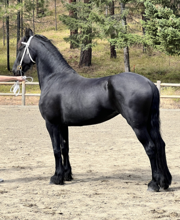 Friesian (Friesian, Mare) in Sedro Wooley, WA