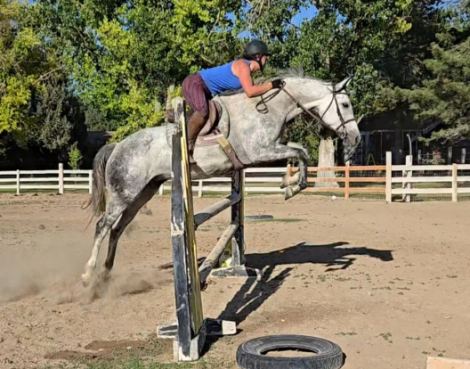 HorseID: 2315908 Gracie - PhotoID: 1102185