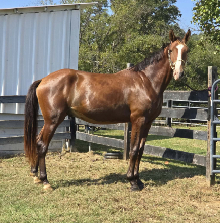 HorseID: 2315996 Popstar - PhotoID: 1102321
