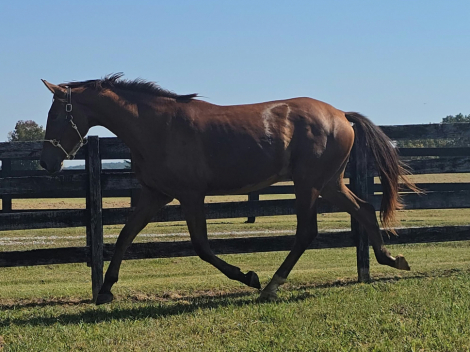HorseID: 2315996 Popstar - PhotoID: 1107991