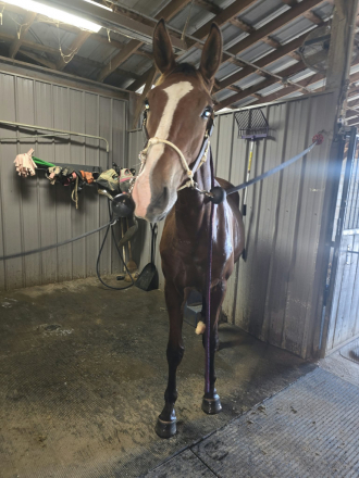 HorseID: 2315996 Popstar - PhotoID: 1107992