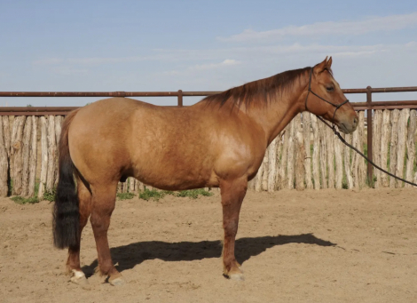 HorseID: 2316010 Wynnewoods Great - PhotoID: 1107429