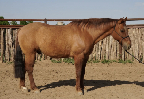 HorseID: 2316010 Wynnewoods Great - PhotoID: 1107430