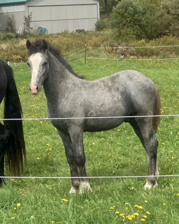 HorseID: 2316101 CAVU Arvid - PhotoID: 1102511