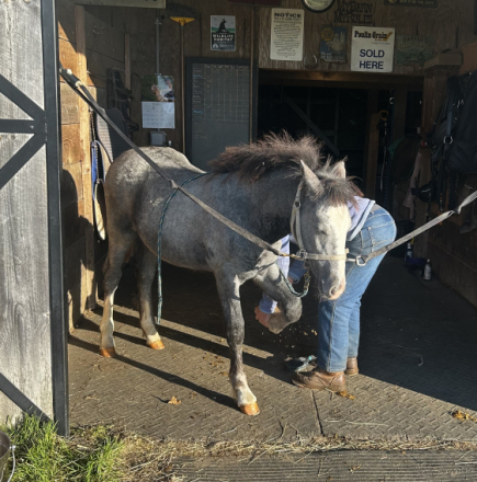 HorseID: 2316101 CAVU Arvid - PhotoID: 1102512