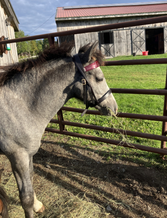 HorseID: 2316101 CAVU Arvid - PhotoID: 1102513
