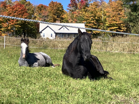 HorseID: 2316101 CAVU Arvid - PhotoID: 1102514