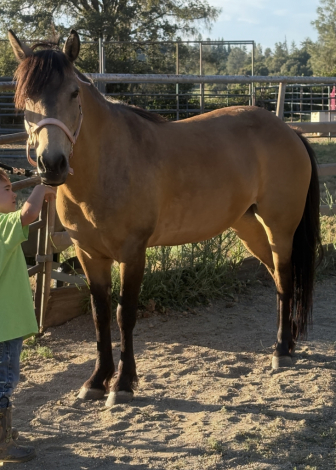 HorseID: 2316534 Dun Pony - PhotoID: 1108309
