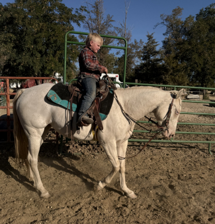 Unicorn (Quarter Pony, Mare) in Fruitland, ID